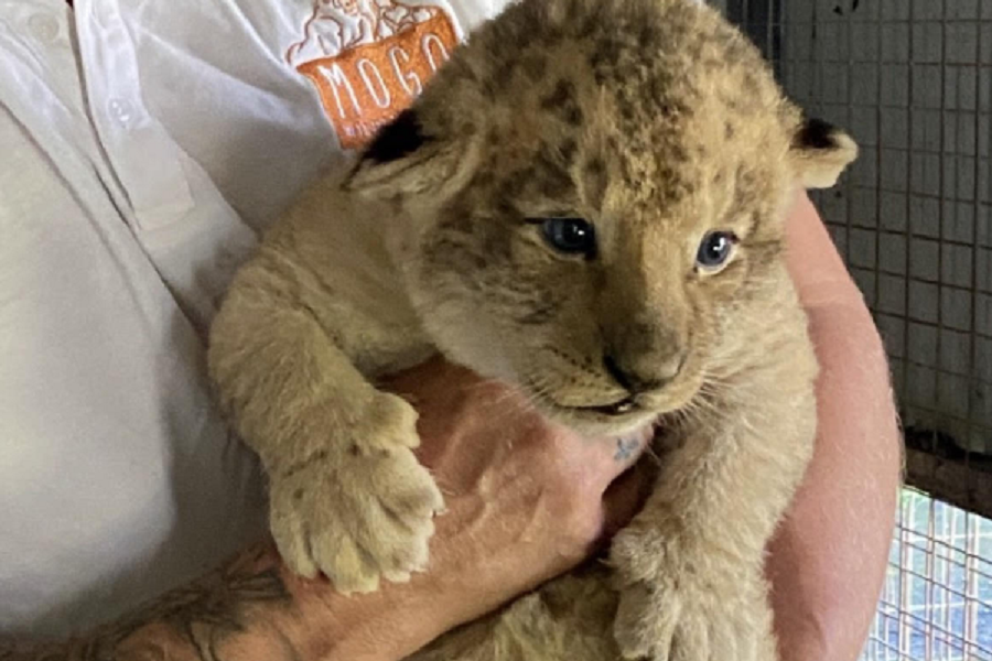 REVEAL | Mogo Zoo’s cub finally has a name voted by you!